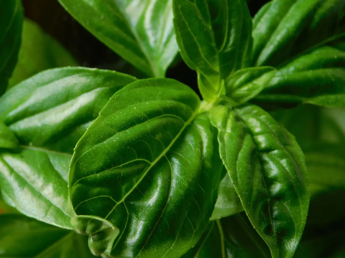5 Ways to Use a Glut of Basil: Freezing, Oils and Sauces