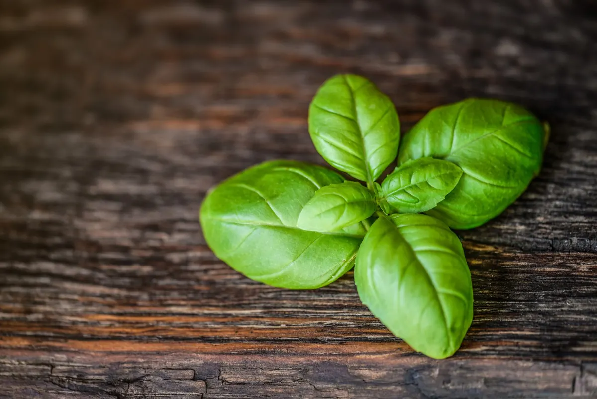 Basil Downy Mildew in the UK: Symptoms, Prevention and Resistant Varieties