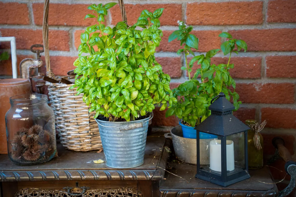 Best Basil Varieties for UK Gardens and Windowsills